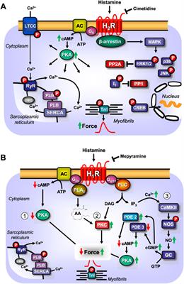 The Roles of Cardiovascular H2-Histamine Receptors Under Normal and Pathophysiological Conditions